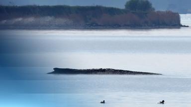 Ostsee-Wal: Rettungsversuch mit Pontons läuft an