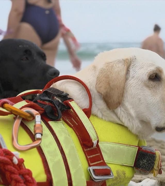 Rettungsschwimmer-Hunde in Italien