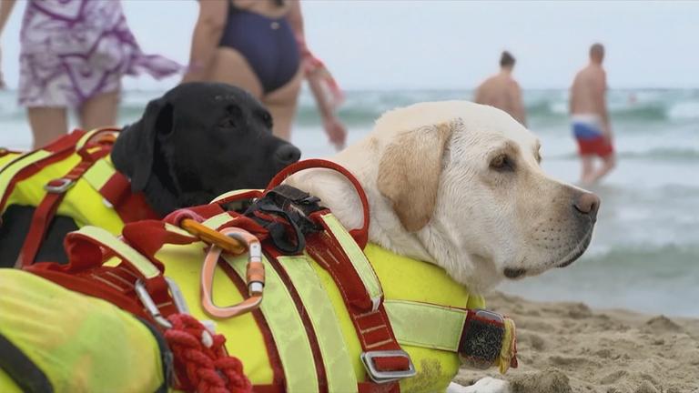 Rettungsschwimmer-Hunde in Italien