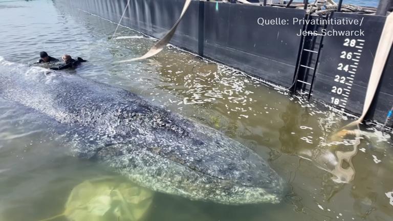 Wal auf dem Weg in die Nordsee