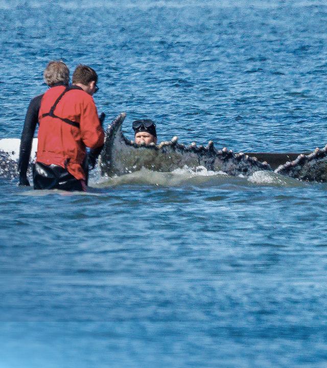 Der vor Poel gestrandete Buckelwal Timmy mit Helfern im Wasser.