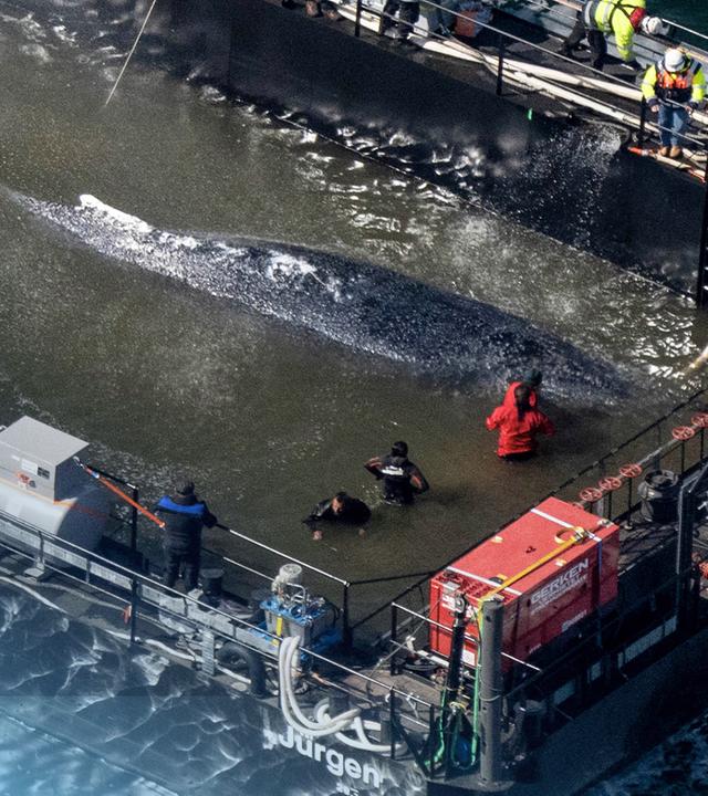 Der vor Poel gestrandete Buckelwal Timmy mit Helfern im Wasser.