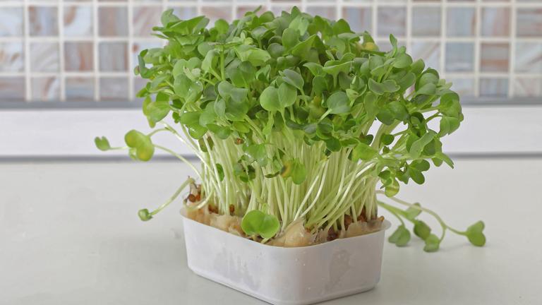 Rezepte mit Brunnenkresse