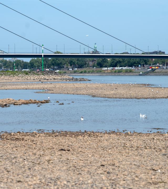 NRW: Der Rhein auf der Höhe der Düsseldorfer Altstadt führt extremes Niedrigwasser