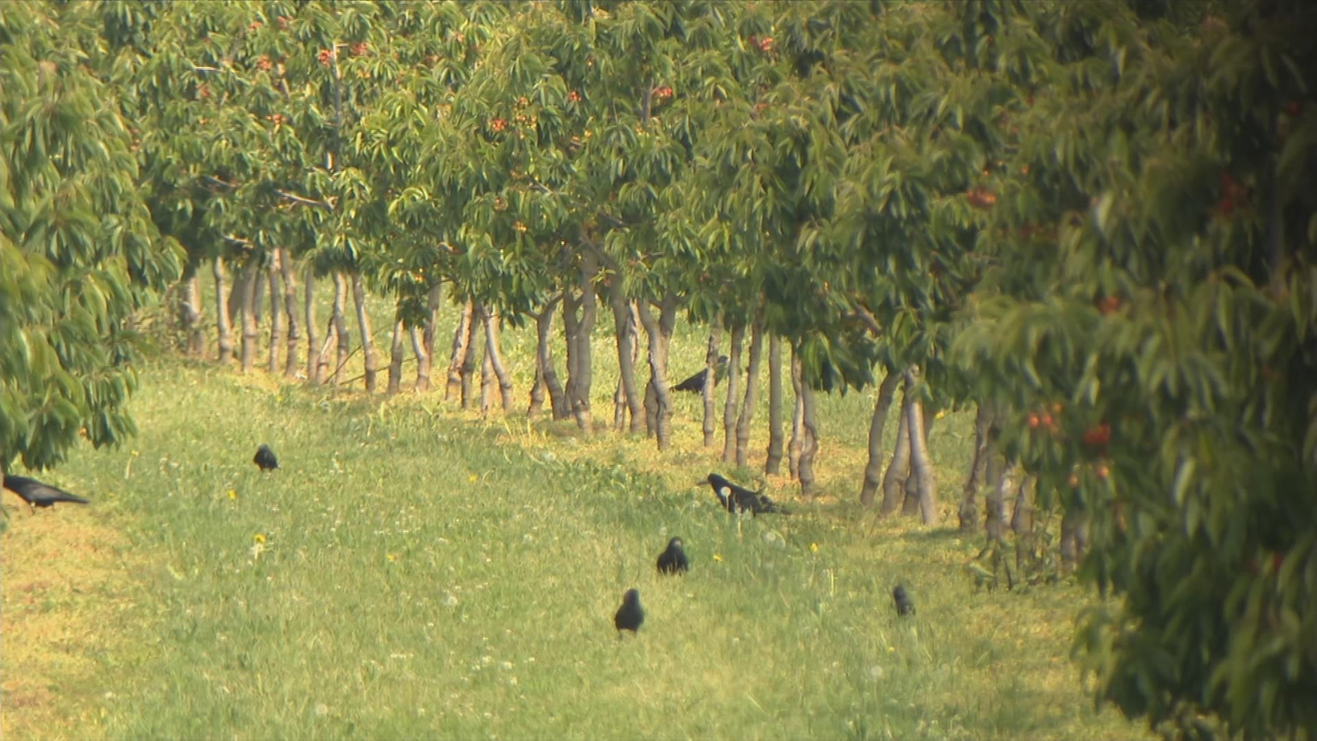 Saatkrähen