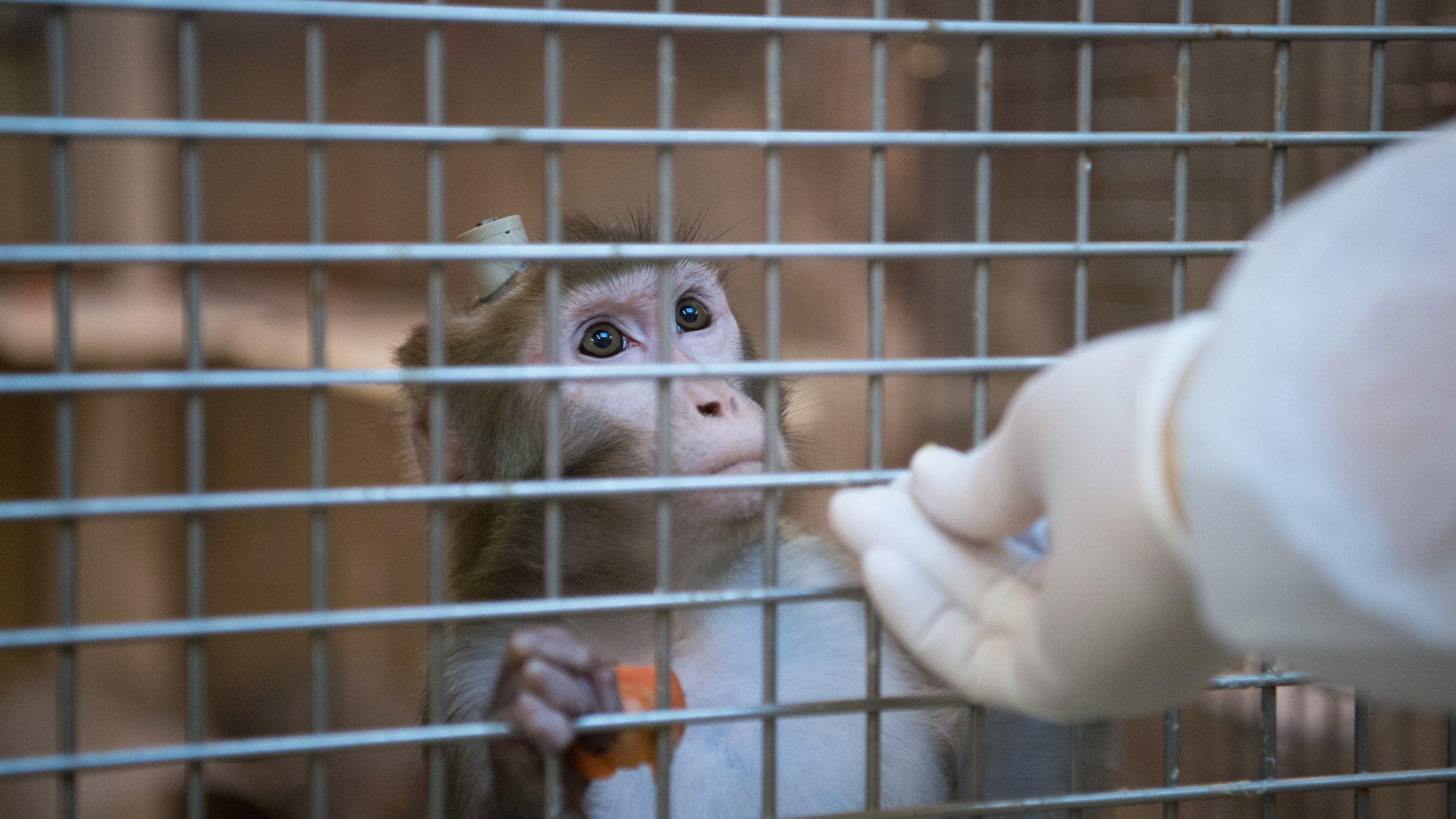 Rhesusaffe im Tierversuch
