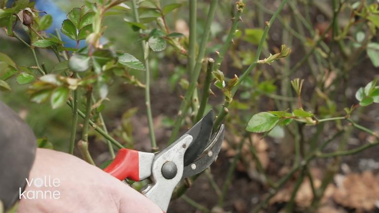 Richtig Rosen schneiden
