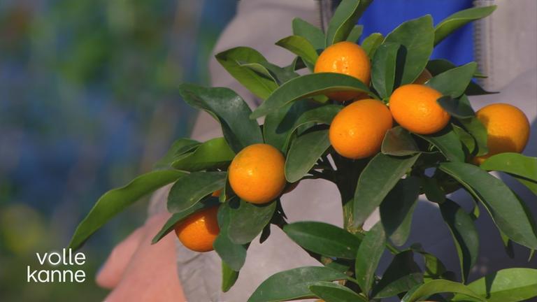 Der richtige Umgang mit Zitruspflanzen