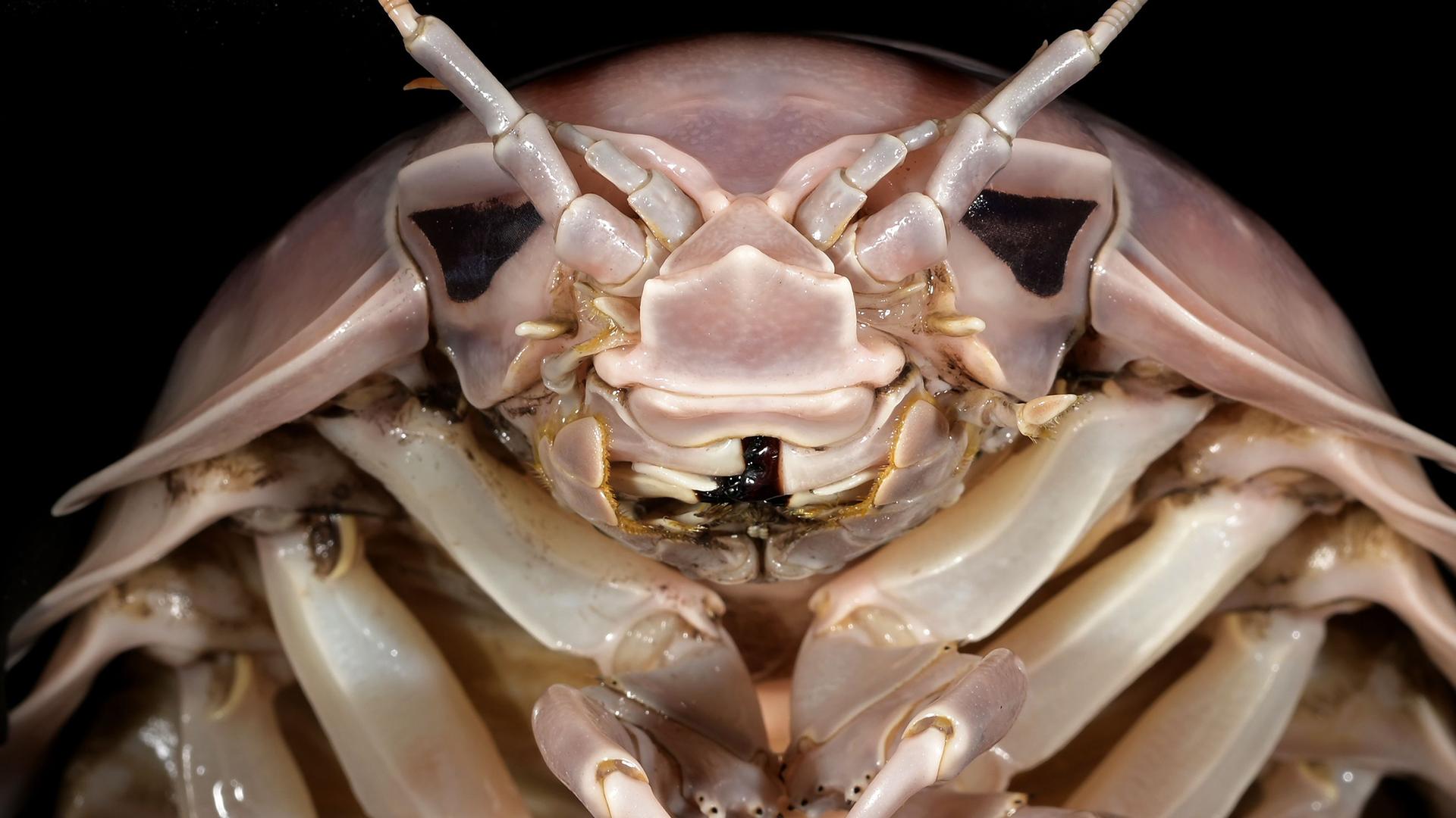 Riesenassel "Darth Vader"