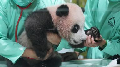 Debüt in Indonesien: Riesenpanda-Baby Rio