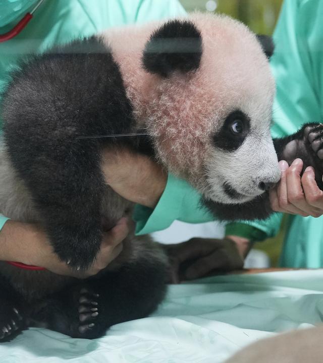 Debüt in Indonesien: Riesenpanda-Baby Rio