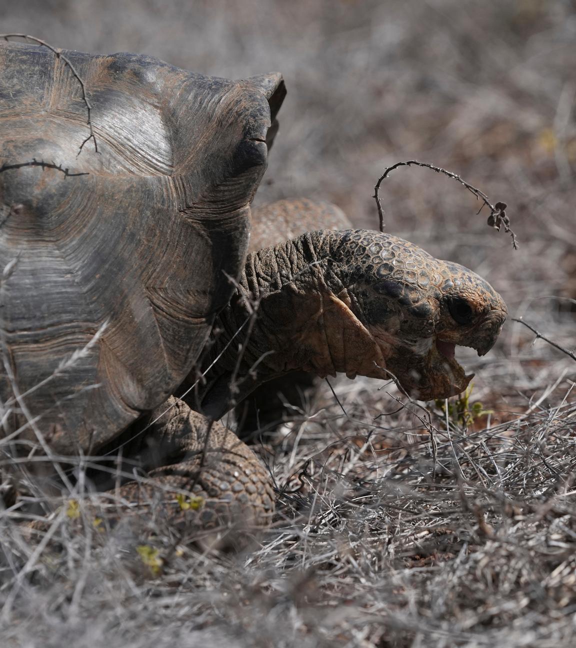 Riesenschildkröten aufFloreana