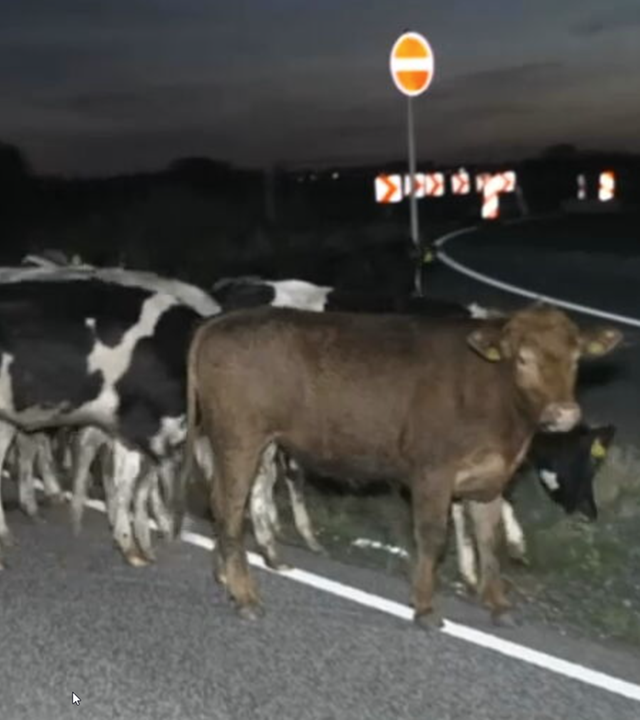 Ausgebüxte Rinderherde blockiert Bundesstraße