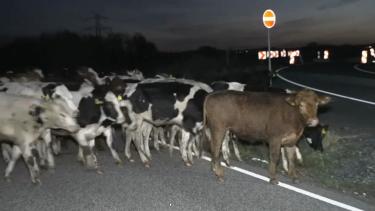 Ausgebüxte Rinderherde blockiert Bundesstraße