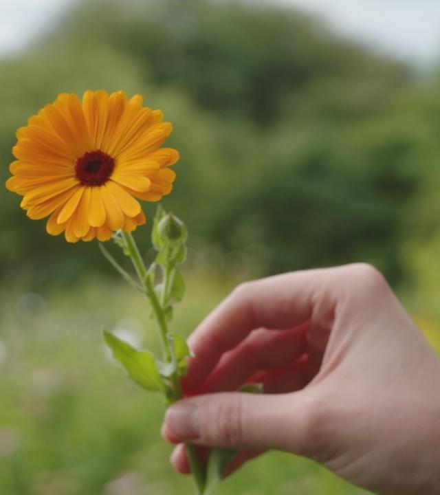 Alleskönner Ringelblume