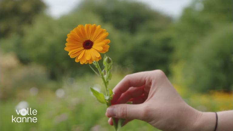 Alleskönner Ringelblume
