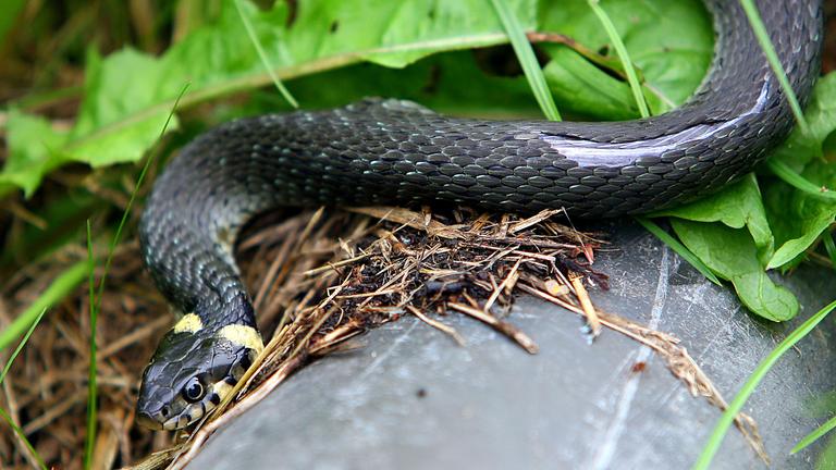 Eine Ringelnatter kriecht durch das Gras.