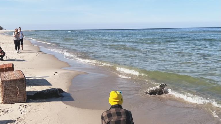 Robben werden zurück ins Meer gelassen