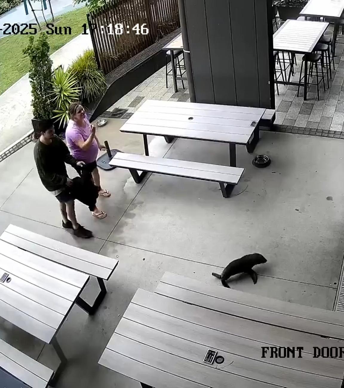 Ein Robbenbaby betritt in Richmond, Neuseeland, eine Bar. 