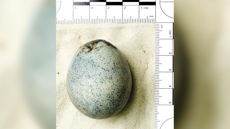 Ein Ei aus römischer Zeit, das vor einigen Jahren in Aylesbury gefunden wurde