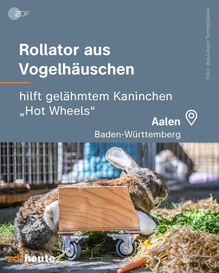 Rollator aus Vogelhäuschen hilft gelähmtem Kaninchen "Hot Wheels".