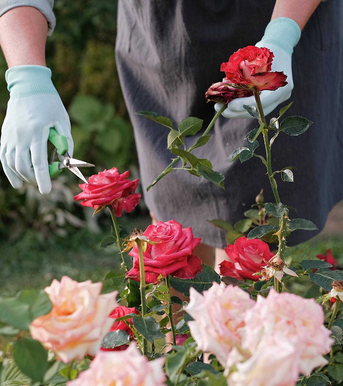 Eine Frau schneidet Rosen während ihrer Arbeit im Garten.