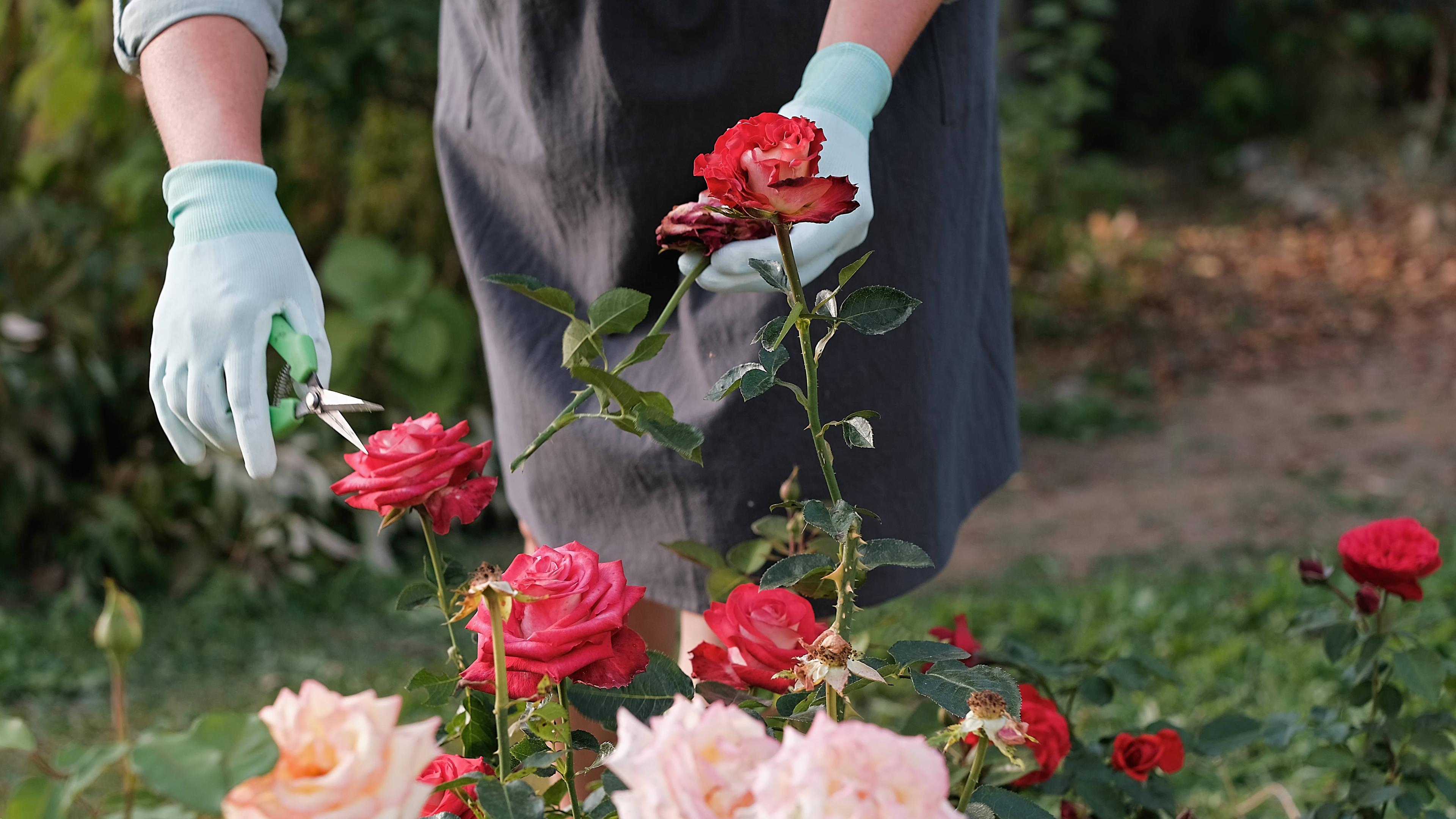 Eine Frau schneidet Rosen während ihrer Arbeit im Garten.