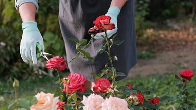 Eine Frau schneidet Rosen während ihrer Arbeit im Garten.