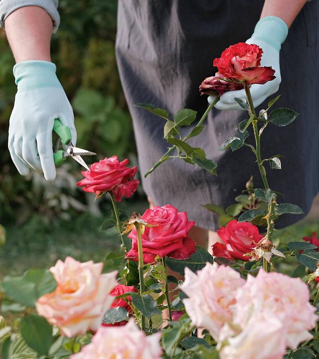 Eine Frau schneidet Rosen während ihrer Arbeit im Garten.