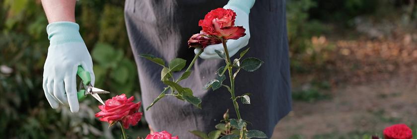 Eine Frau schneidet Rosen während ihrer Arbeit im Garten.