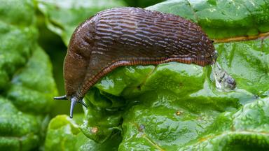  Rote Wegschnecke (Arion rufus) auf Grünzeug im Gemüsegarten 