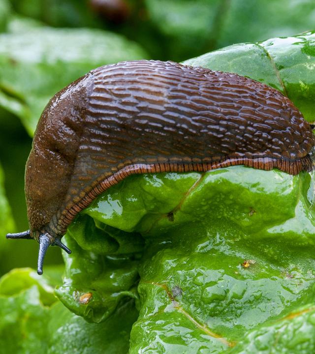  Rote Wegschnecke (Arion rufus) auf Grünzeug im Gemüsegarten 