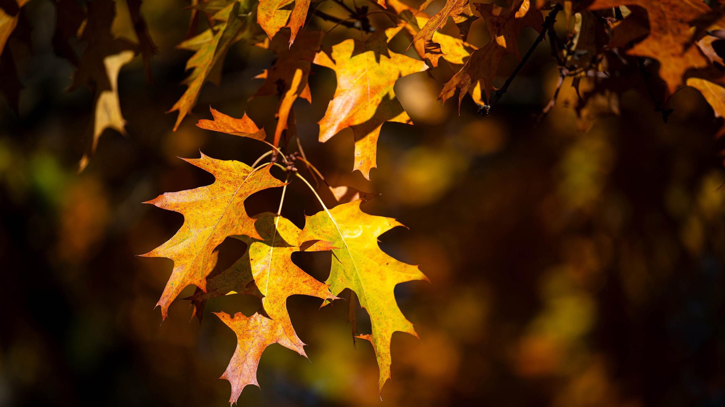 Amerikanische Roteiche