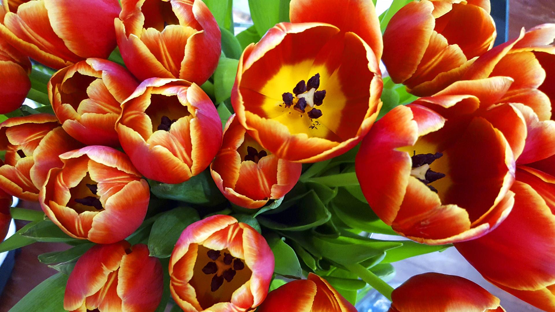 Ein Blumenstrauß aus rotgelben Tulpen