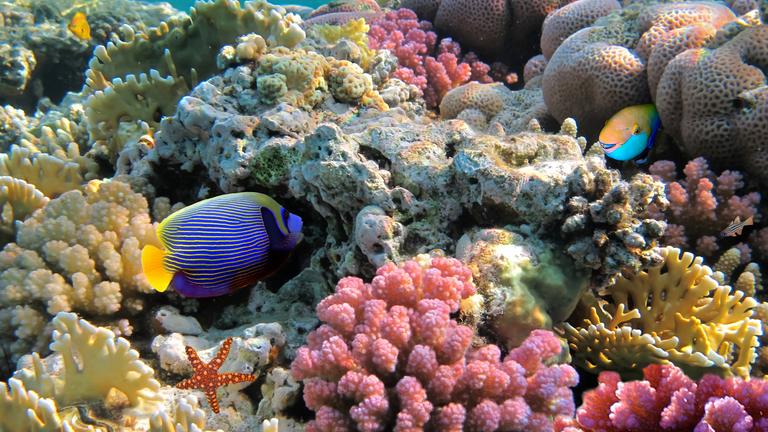 ein Korallenriff im Roten Meer