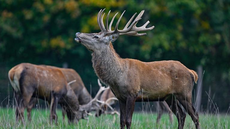 Rothirsche (Cervus elaphus) stehen auf einer Weide vom Gut Hirschaue im östlichen Brandenburg nahe Beeskow