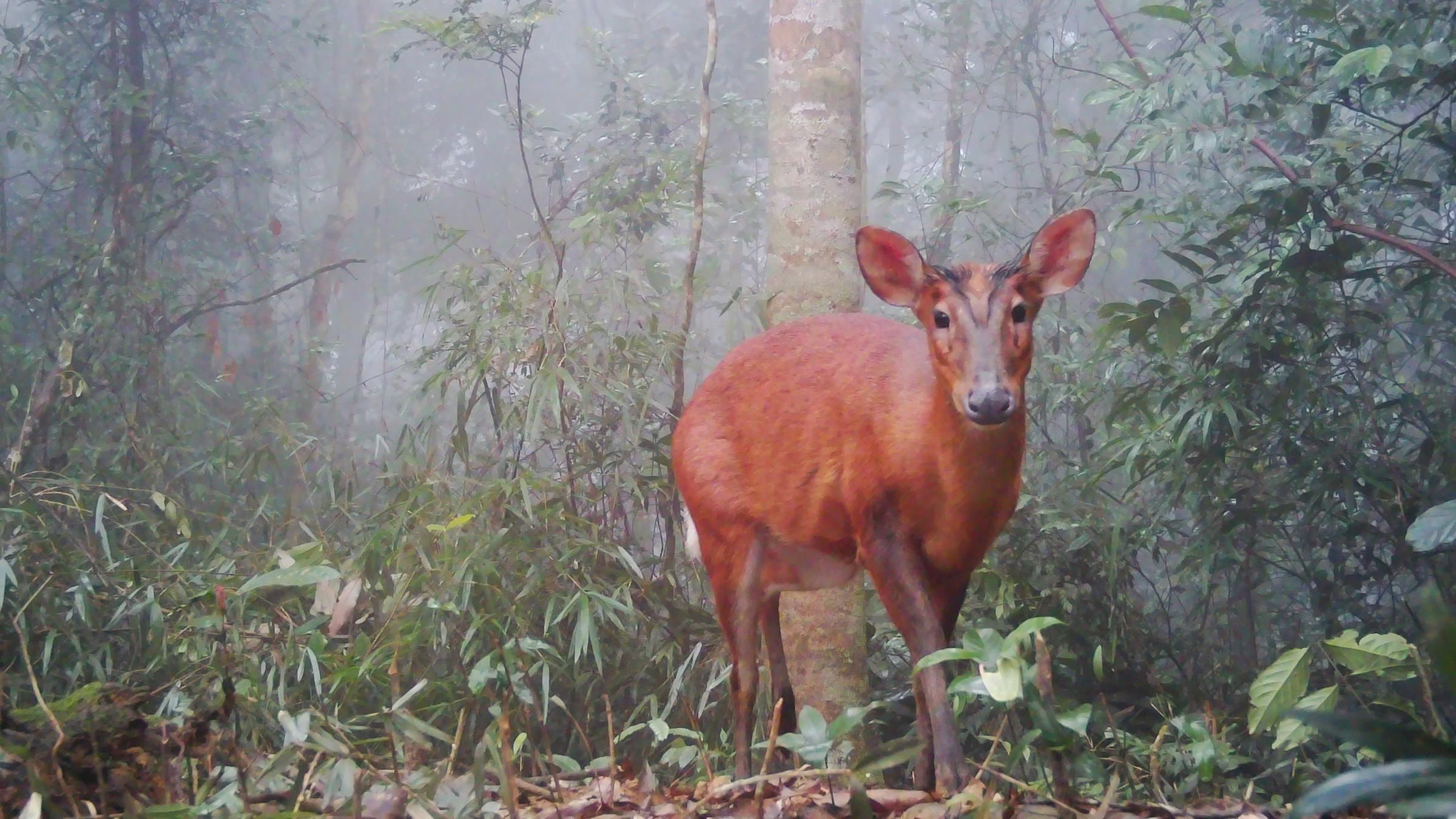 Ein nördlicher Rotmuntjak in einem Nationalpark in Vietnam.