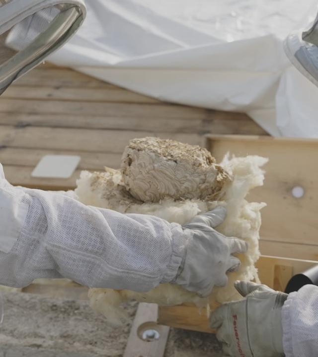 Die Rückkehr der Wespen