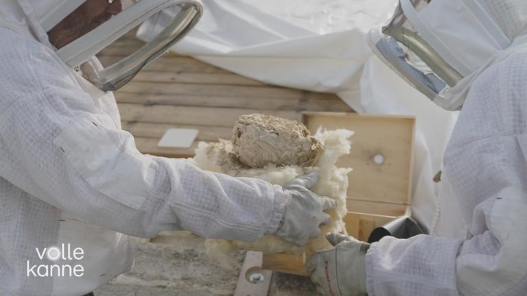 Die Rückkehr der Wespen