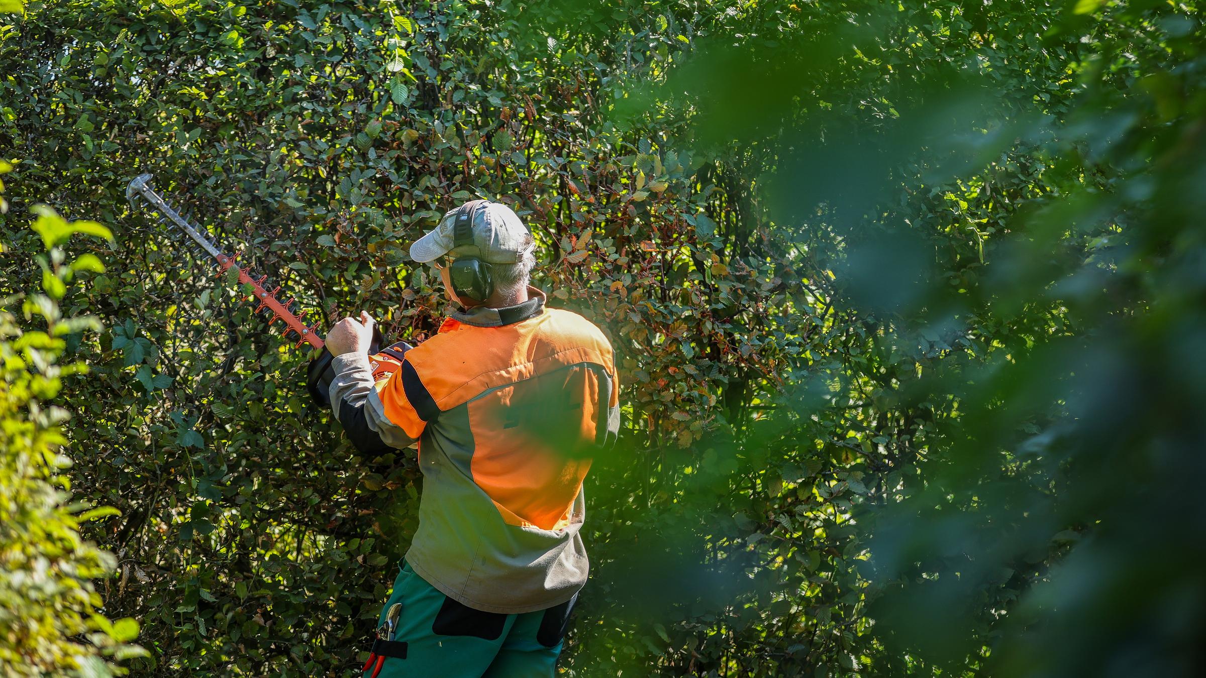 Symbolbild: Ein Mitarbeiter des Gartenreichs Dessau-Wörlitz schneidet die Hecken im Irrgarten von Schloss Mosigkau. 