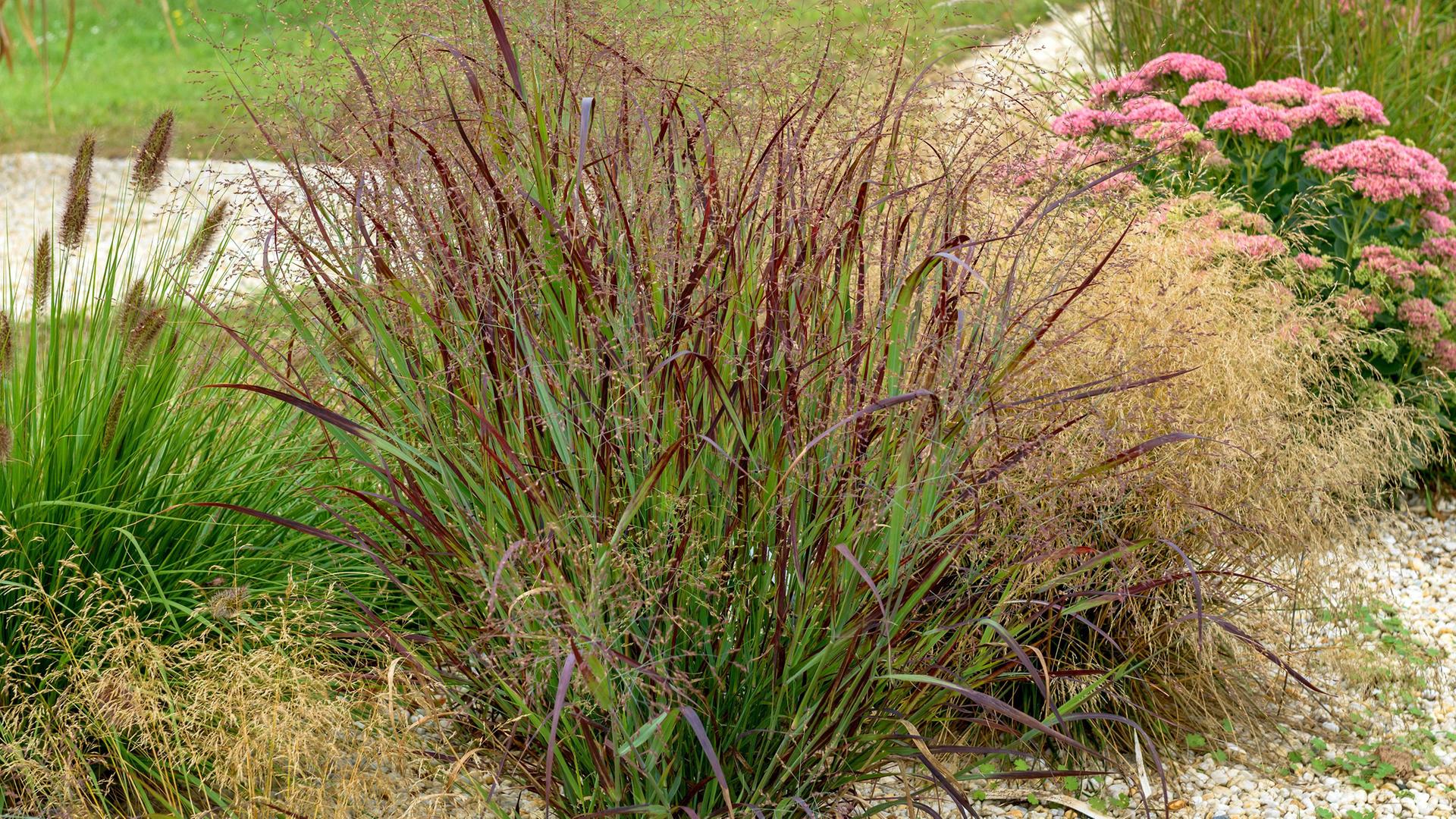 Rutenhirse Panicum virgatum
