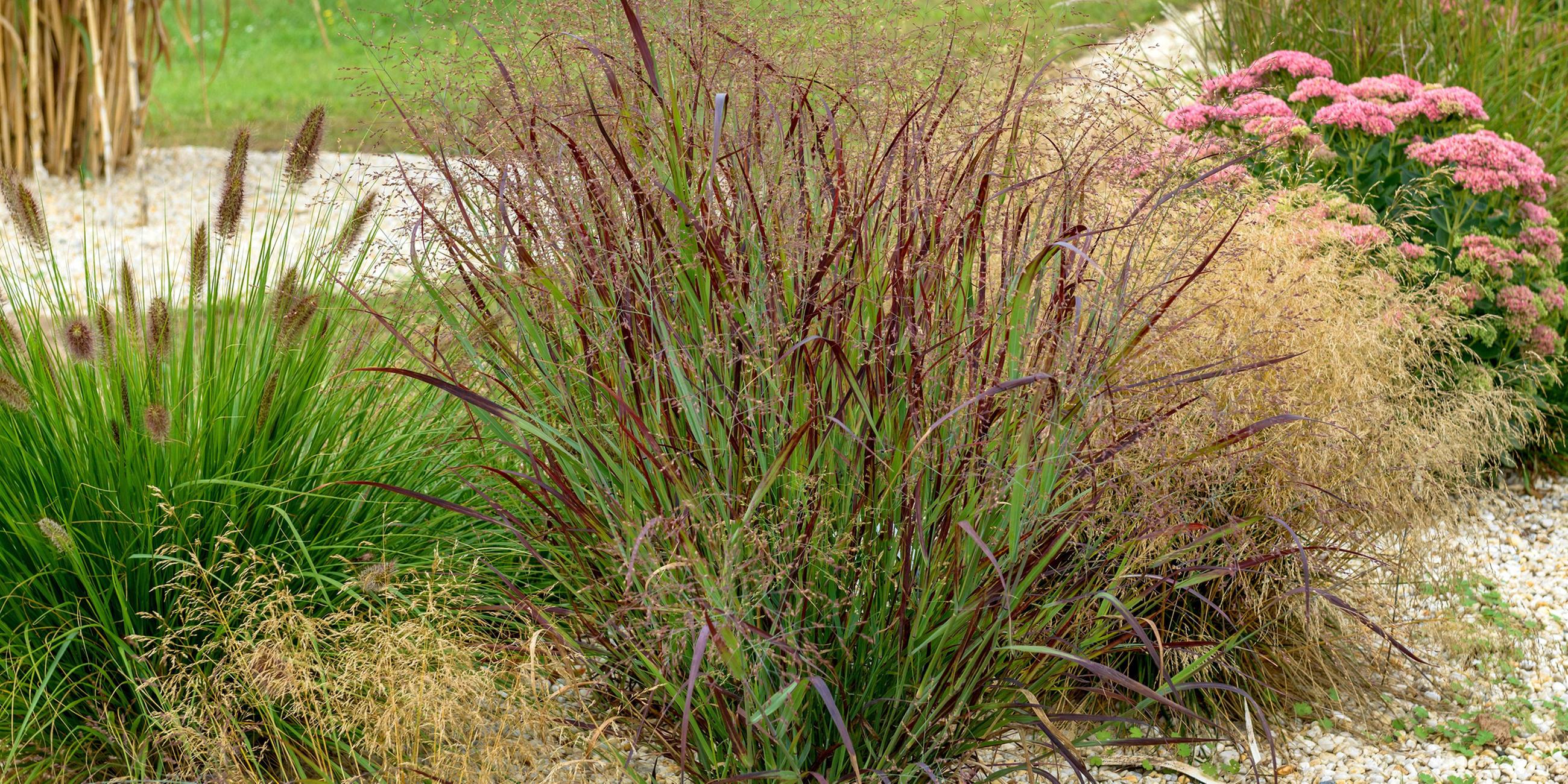 Rutenhirse Panicum virgatum