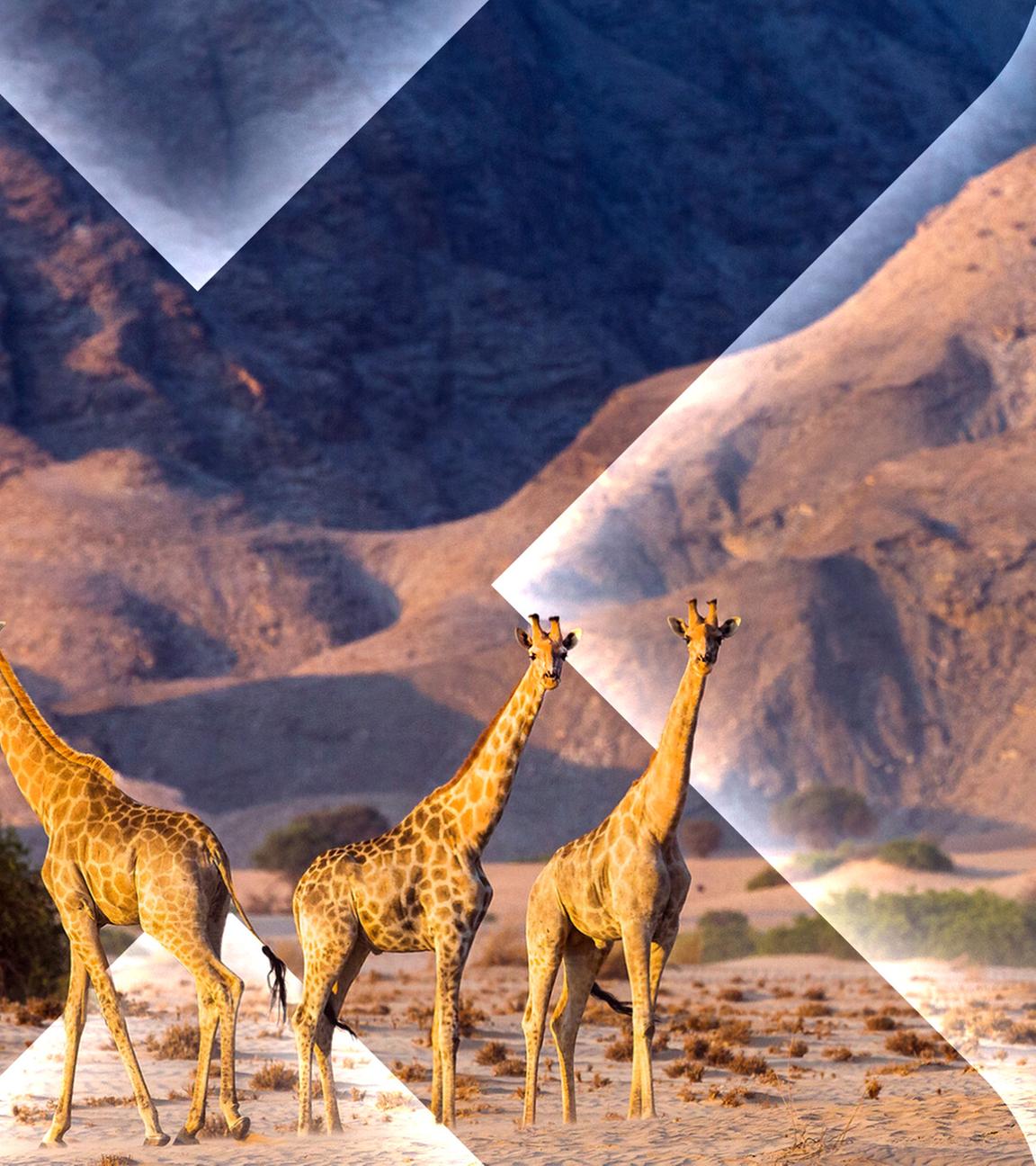 Giraffen