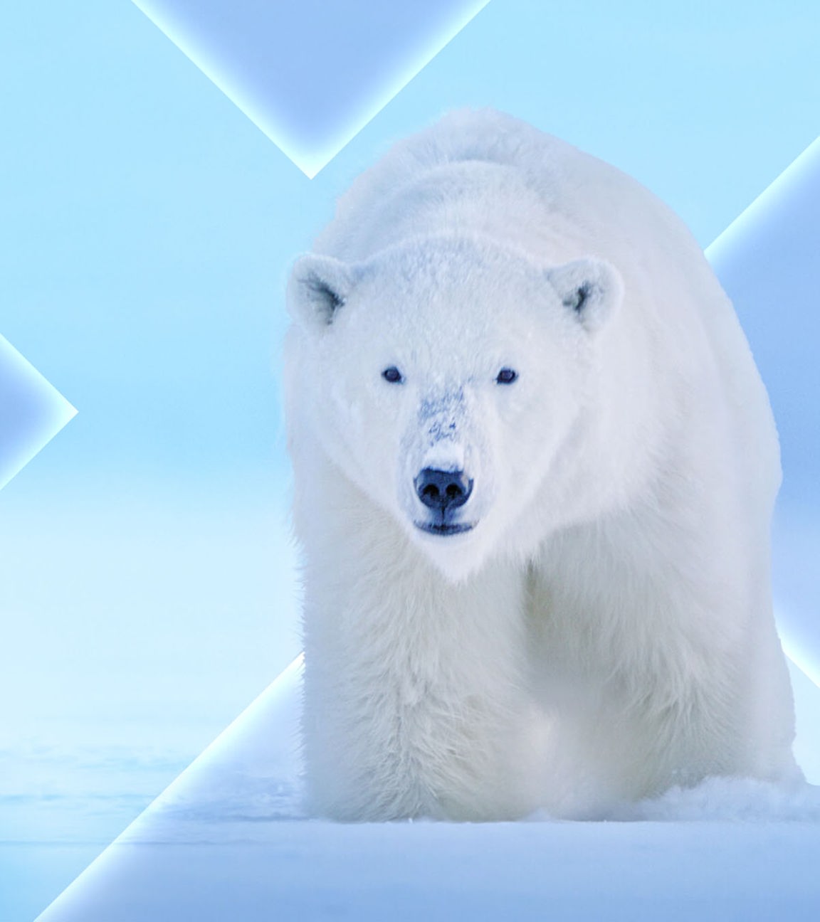 Eisbär
