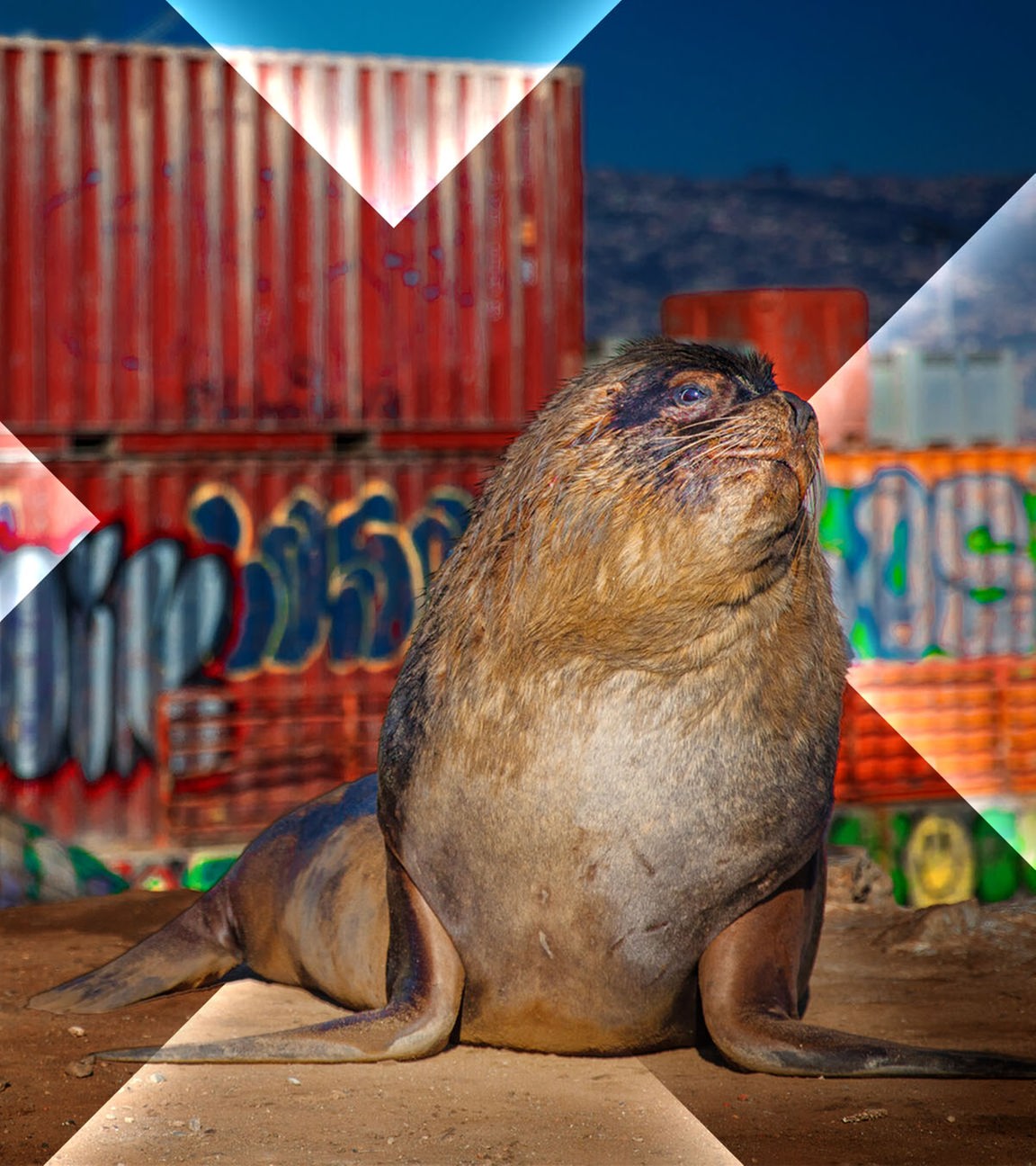 Seelöwe vor Containern mit Graffiti