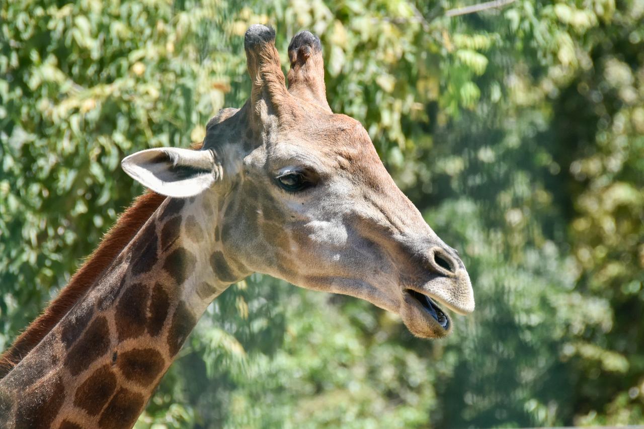 Eine Giraffe im Safari-Park in Krasnodar am 16. August 2025