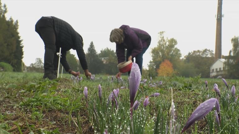 Menschen pflücken Safran 
