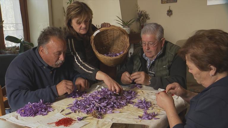 Zwei Männer und zwei Frauen sitzen an Tisch, auf dem lilafarbenen Blüten liegen und ziehen die Safranfäden aus den Blüten. 