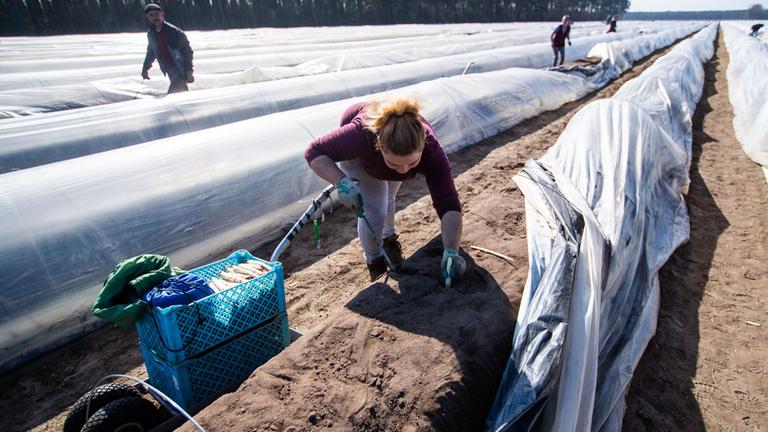 Eine Erntehelferin aus Rumänien bei der Spargelernte. 