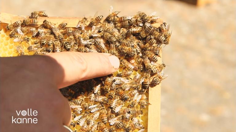 Saisonstart für Imker und Bienen